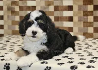 Bandit, a male Miniature Bernedoodle for sale in Denver, PA – 2 of 8