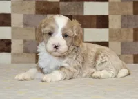 Jack, a male Cavapoo and Miniature Bernedoodle for sale in Denver, PA – 2 of 4