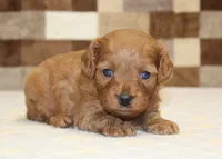 Dora, a female Cavapoo for sale in Denver, PA – 3 of 3