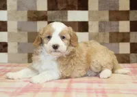 Honey, a female Miniature Bernedoodle for sale in Denver, PA – 2 of 4