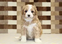 Fern, a female Cavapoo and Miniature Bernedoodle for sale in Denver, PA – 7 of 8