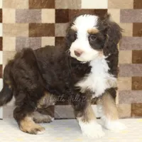 Charlie, a male Miniature Bernedoodle for sale in Denver, PA – Photo 2 of 4