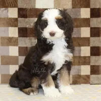 Charlie, a male Miniature Bernedoodle for sale in Denver, PA – Photo 1 of 4