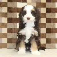 Charlie, a male Miniature Bernedoodle for sale in Denver, PA – Photo 3 of 4