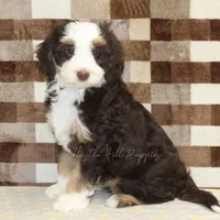 Charlie, a male Miniature Bernedoodle for sale in Denver, PA – Photo 4 of 4