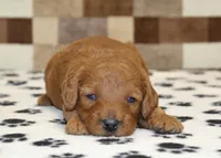 Ollie, a male Cavapoo for sale in Denver, PA – Photo 2 of 3