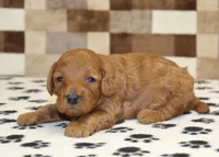 Ollie, a male Cavapoo for sale in Denver, PA – Photo 1 of 3