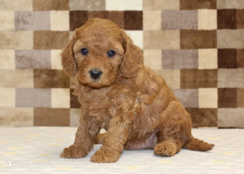 Ollie – Cavapoo puppy for sale in Denver, PA