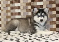 Waldo, a male Pomsky for sale in Denver, PA – 2 of 6
