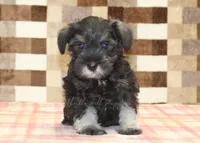 Elsa, a female Miniature Schnauzer for sale in Denver, PA – 3 of 4