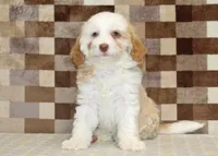 Hanna, a female Miniature Bernedoodle for sale in Denver, PA – 3 of 4