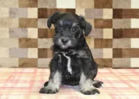 Tony, a male Miniature Schnauzer for sale in Denver, PA – 3 of 4