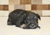 Tony, a male Miniature Schnauzer for sale in Denver, PA – Photo 3 of 3