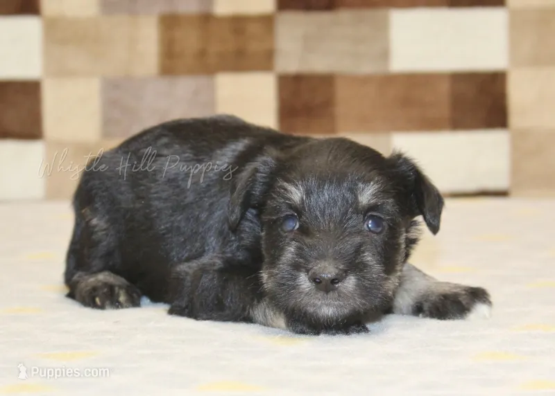 Tony – Miniature Schnauzer puppy for sale in Denver, PA