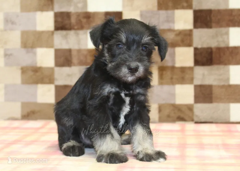 Tony – Miniature Schnauzer puppy for sale in Denver, PA