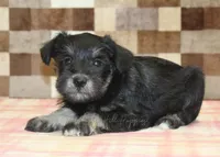 Tony, a male Miniature Schnauzer for sale in Denver, PA – 2 of 4