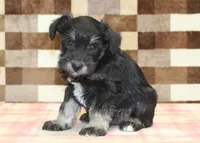 Tony, a male Miniature Schnauzer for sale in Denver, PA – 4 of 4