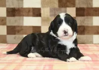 Fairy, a female Cavapoo and Miniature Bernedoodle for sale in Denver, PA – 2 of 4
