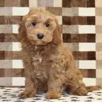 Dusty, a female Cavapoo for sale in Denver, PA – Photo 1 of 4