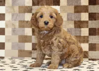 Dusty, a female Cavapoo for sale in Denver, PA – Photo 1 of 4