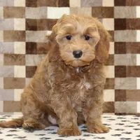 Dusty, a female Cavapoo for sale in Denver, PA – Photo 4 of 4