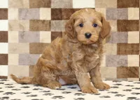 Dusty, a female Cavapoo for sale in Denver, PA – Photo 4 of 4