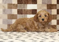 Dusty, a female Cavapoo for sale in Denver, PA – Photo 2 of 4