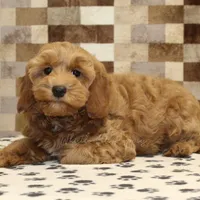 Dusty, a female Cavapoo for sale in Denver, PA – Photo 2 of 4