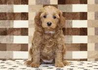 Dusty, a female Cavapoo for sale in Denver, PA – Photo 3 of 4