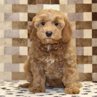 Dusty, a female Cavapoo for sale in Denver, PA – Photo 3 of 4