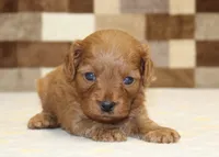 Dora, a female Cavapoo for sale in Denver, PA – 2 of 3