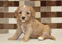 Joy, a female Cavapoo and Miniature Bernedoodle for sale in Denver, PA – 1 of 4