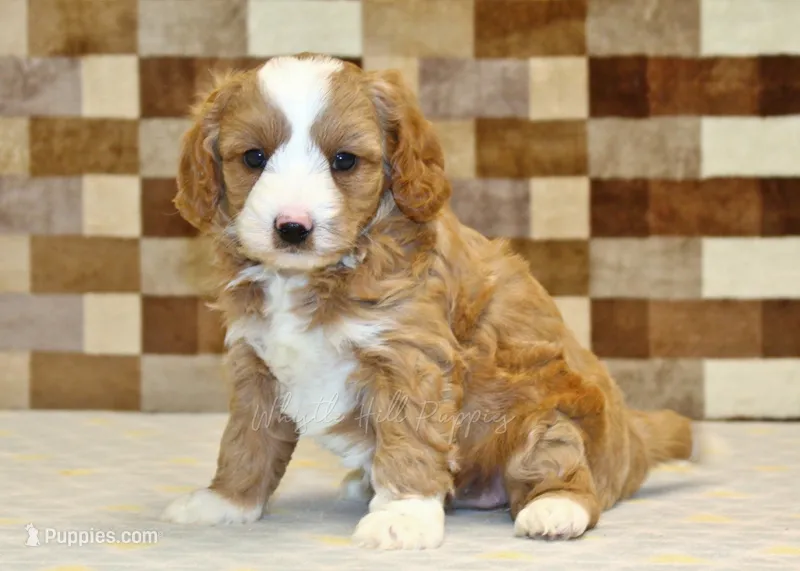 Fancy – Cavapoo, Miniature Bernedoodle puppy for sale in Denver, PA