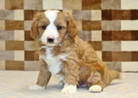Fancy, a female Cavapoo and Miniature Bernedoodle for sale in Denver, PA – 5 of 8