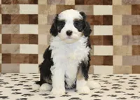 Kylie, a female Miniature Bernedoodle for sale in Denver, PA – 3 of 4