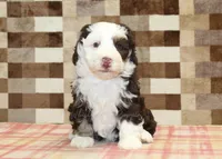 Bailey, a female Miniature Bernedoodle for sale in Denver, PA – 7 of 8