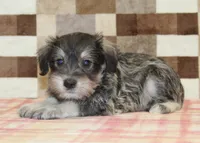 Elmo, a male Miniature Schnauzer for sale in Denver, PA – 2 of 4