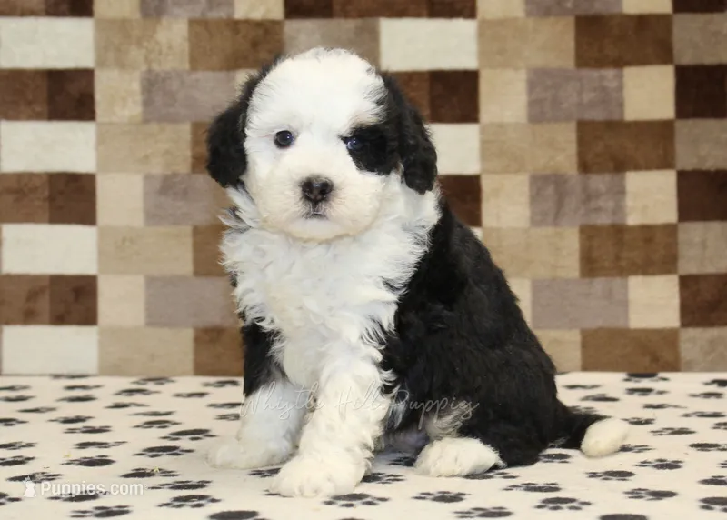 Kelsey – Miniature Bernedoodle puppy for sale in Denver, PA