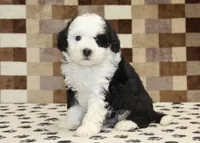 Kelsey, a female Miniature Bernedoodle for sale in Denver, PA – 1 of 4