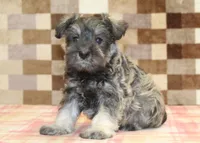 Ernie, a male Miniature Schnauzer for sale in Denver, PA – 4 of 4