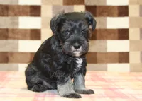 Lucky, a male Miniature Schnauzer for sale in Denver, PA – 1 of 3