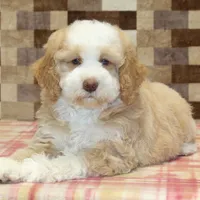 Hank, a male Miniature Bernedoodle for sale in Denver, PA – Photo 2 of 4