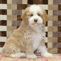 Hank, a male Miniature Bernedoodle for sale in Denver, PA – Photo 4 of 4