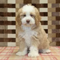 Hank, a male Miniature Bernedoodle for sale in Denver, PA – Photo 3 of 4