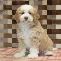 Hank, a male Miniature Bernedoodle for sale in Denver, PA – Photo 1 of 4