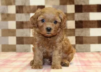 Donny, a male Cavapoo for sale in Denver, PA – 7 of 8