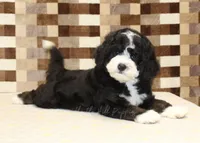 Chief, a male Miniature Bernedoodle for sale in Denver, PA – 2 of 8