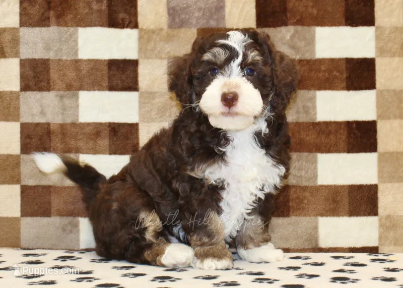 Brandy – Miniature Bernedoodle puppy for sale in Denver, PA