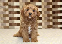 Diego, a male Cavapoo for sale in Denver, PA – 3 of 8