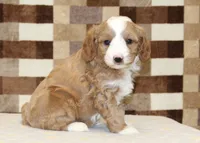 Fancy, a female Cavapoo and Miniature Bernedoodle for sale in Denver, PA – 8 of 8